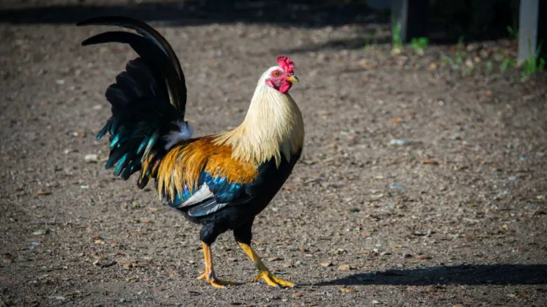 Kresba barevného kohouta stojícího na štěrku.