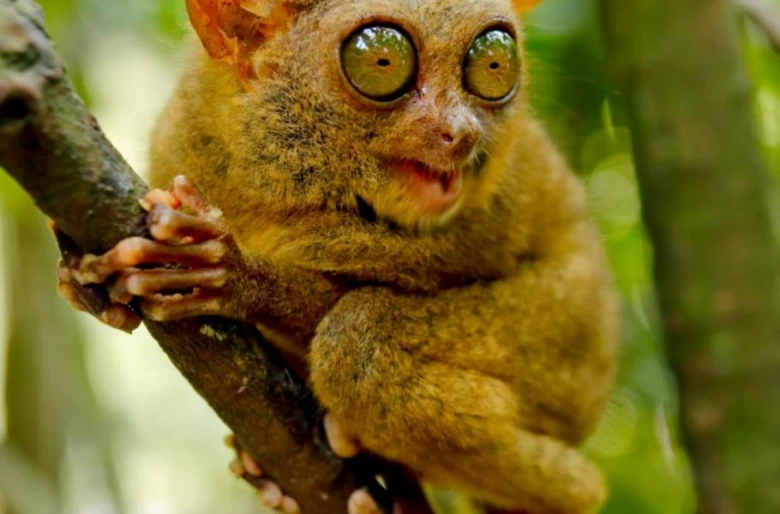 Tarsier s největšíma očima na světě sedící na větvi.