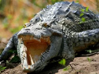 Krokodýl s otevřenou tlamou ukazující zuby.