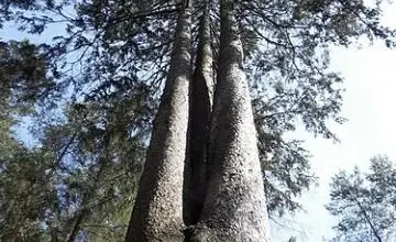 Vysoký smrk v lese s tlustým kmenem a větvemi proti modré obloze.