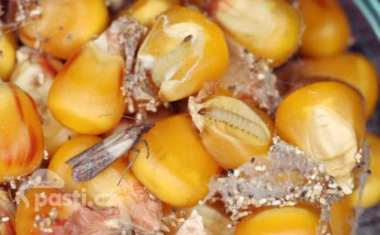 Larva můry na kukurici s poškozenými zrny a houbou.