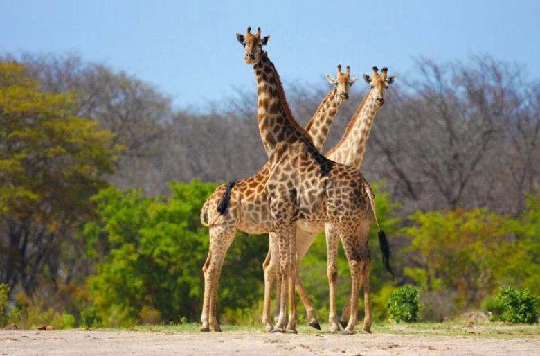 Tři žirafy stojí vedle sebe na africké savaně.