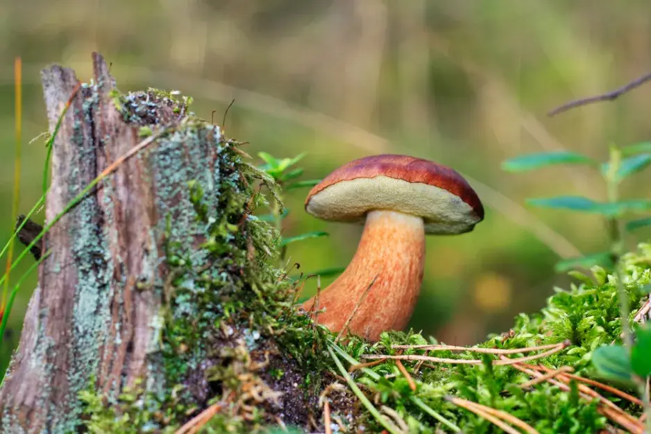 Hřib rostoucí vedle kmenového stonku v lese.