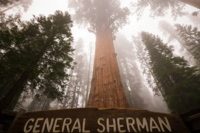 General sherman tree