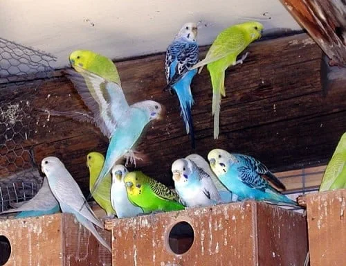 Skupina barevných papoušků budgerigar v klecích s dřevěnými hnízdy.