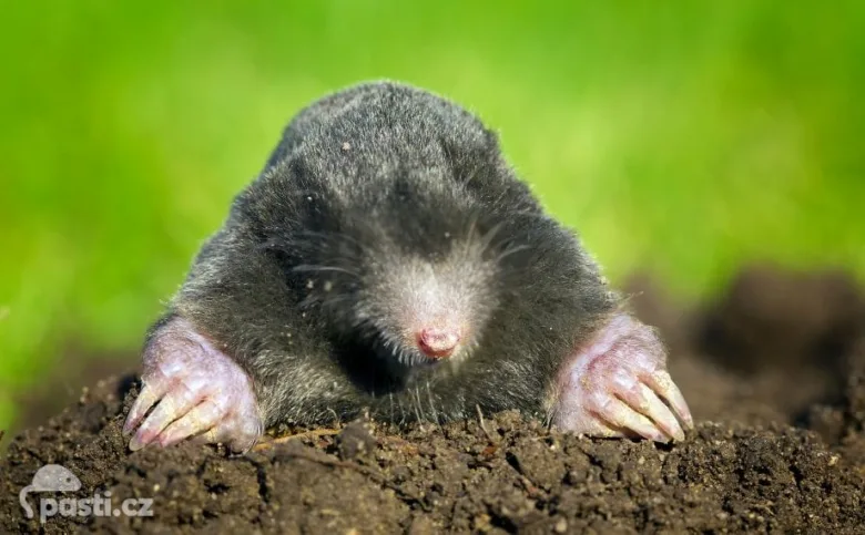 Krt vykopaný z hlíny na zelené trávě.