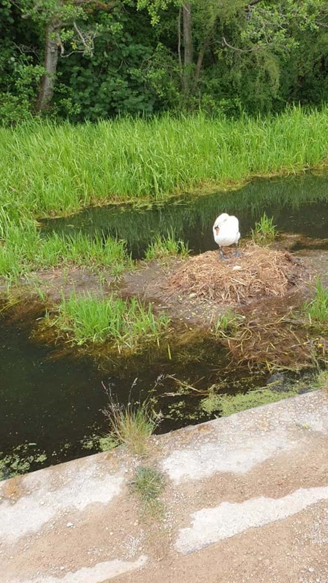 Labuť sedí sama na hnízdě u vody bez partnera.