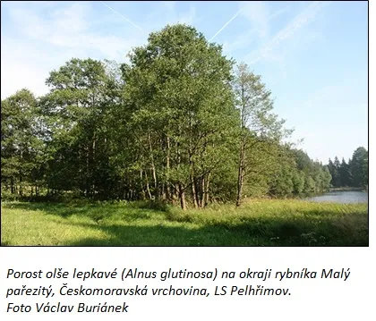 Olše lepkavá roste na břehu rybníka v Čechách.
