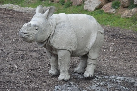 Indický nosorožec stojí v blátivém výběhu zoologické zahrady.