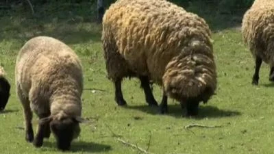 Ovce pasou na zelené trávě v přírodním prostředí.