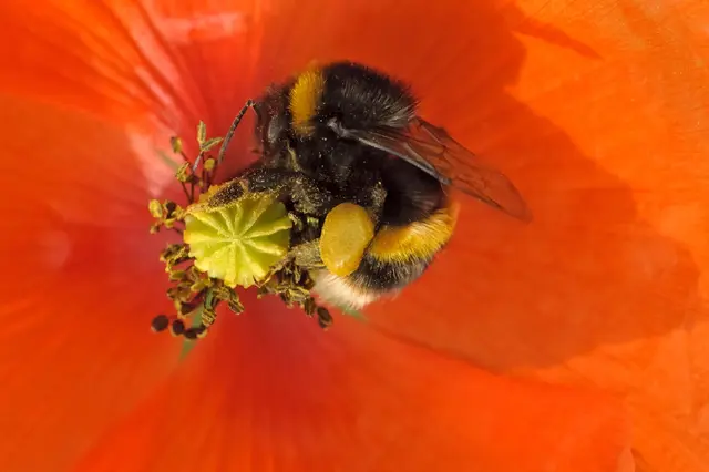 Bumblebee on poppy flower