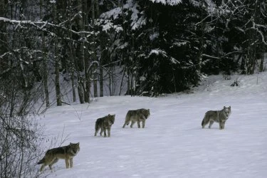Tři vlci se pohybují po sněhu v zimním lese.