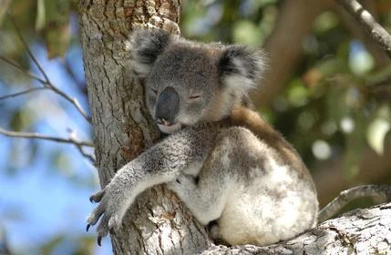 Spící koala objímá strom, typické pro jeho životní prostředí.