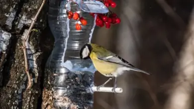 Pták se krmí z domácího krmítka vyrobeného z plastové lahve.