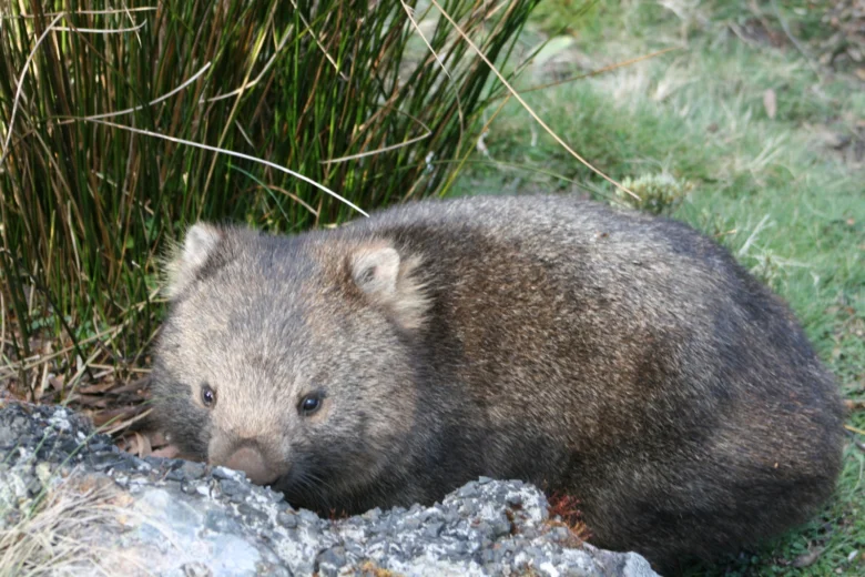 Wombat v přírodě mezi keři a kameny.