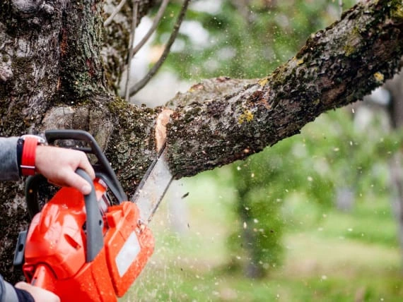 Člověk řezí větev stromu oranžovou pilou na řetěz