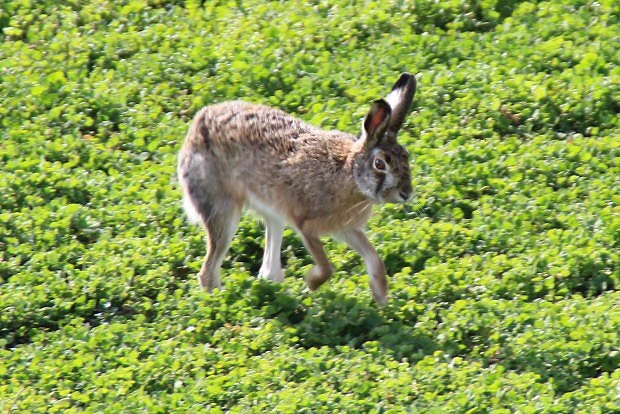 Hare in grassland