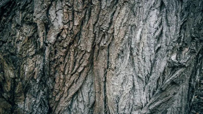 Detail kůry stromu bez hmyzu nebo listí.