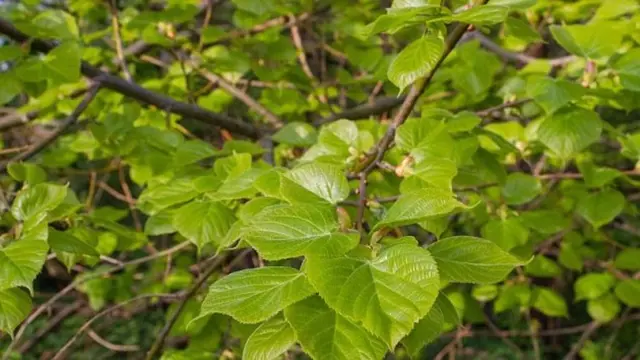 Zelené lístky lipy na větvích v přírodě