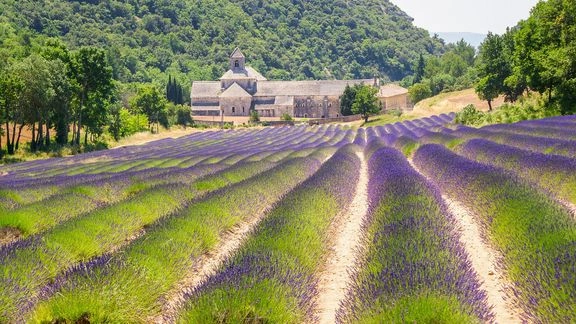 Řady fialové levandule vedou k starému klášteru v Provence.