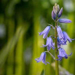 Bluebell flowers on stalk