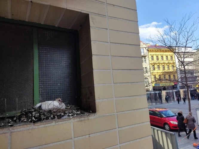 Bílý holub sedí v okně s hnízdem na ulici.