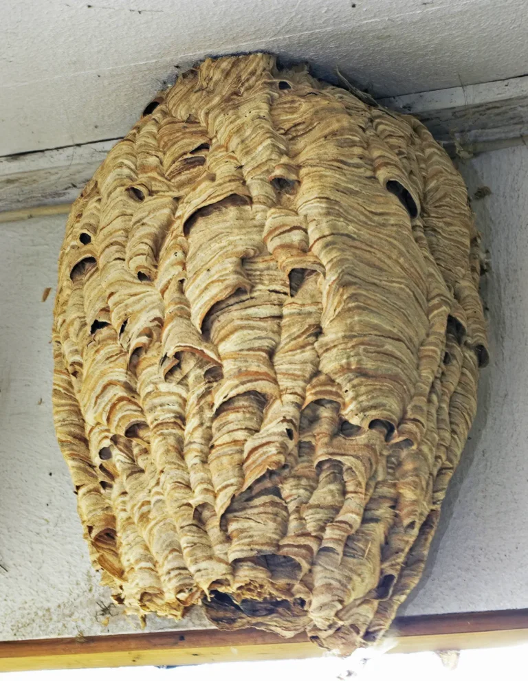 Velké hnízdo sršně přichycené pod okapem budovy.