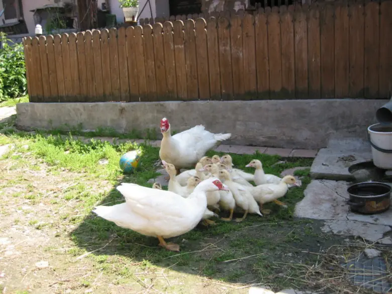 Matka kachna s mláďaty na trávníku u plotu.