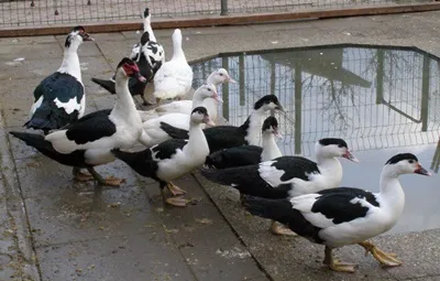 Skupina kachen muskovských stojí u vodní nádrže.