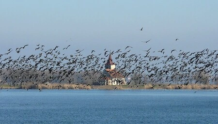 Sto hus se vrací na jezero podzimním nebo jarním slunci.