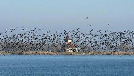 Geese migrating over water