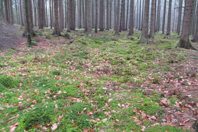 Lesní podrost s mechem a listím mezi stromovými kmeny.