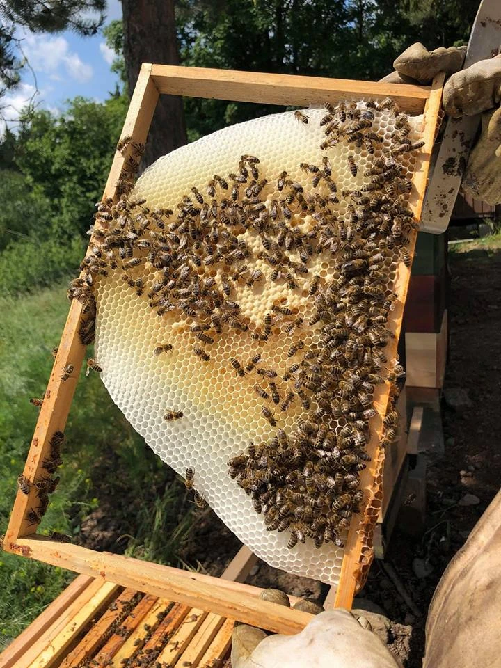 Včely na rámu s medovými buňkami v uličce