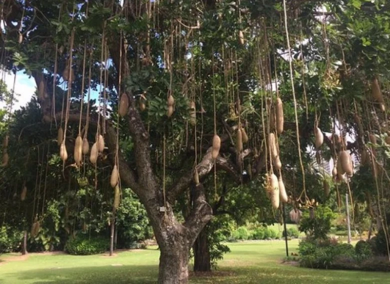 Fotografie klobásového stromu s visícími plody v parc.