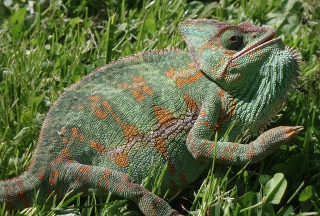 Zelený kameleon s velkým okem sedí na trávě.