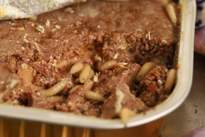 Bílá larva mouchy v masovém pokrmu