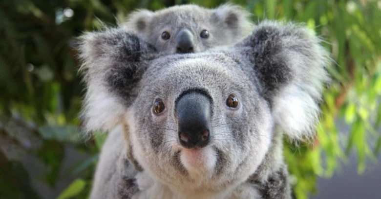 Koala s mláďetem na zádech mezi listy eukalyptu