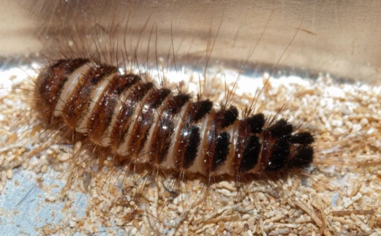 Hnědá larva kobercového brouka na dřevěných štěpce.