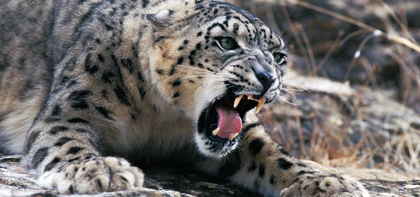 Sněžný leopard irbis s otevřenou tlamou na skále.