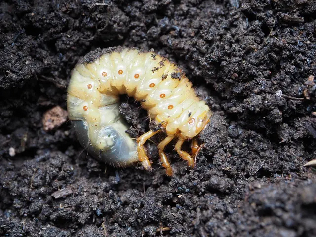 Beetle larva in soil