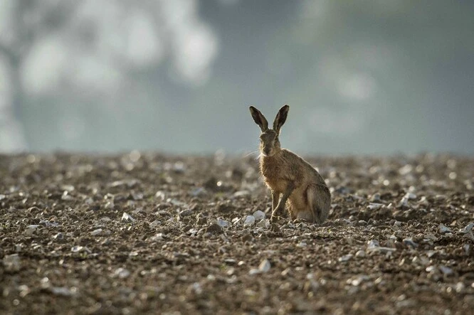 Hare in field