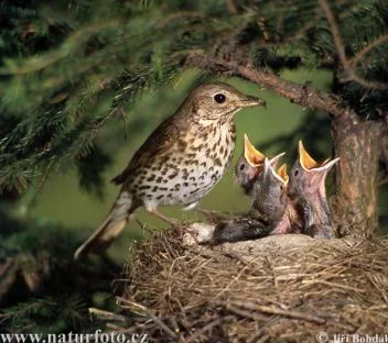 Thrush with chicks in nest