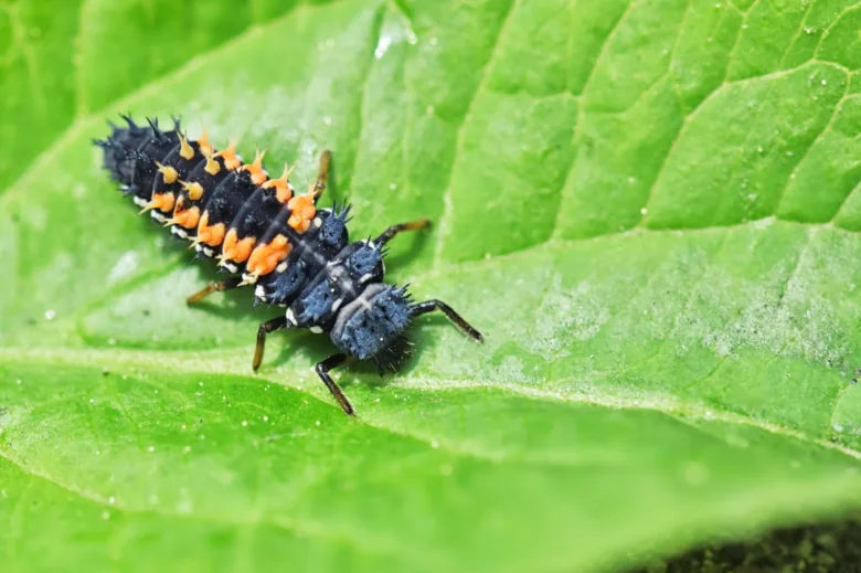 Larva berušky na zeleném listu s oranžovými skvrnami.