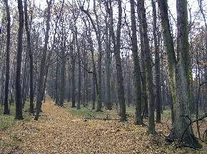 Lesní cesta mezi holými stromy s podestou z opadlých listů.