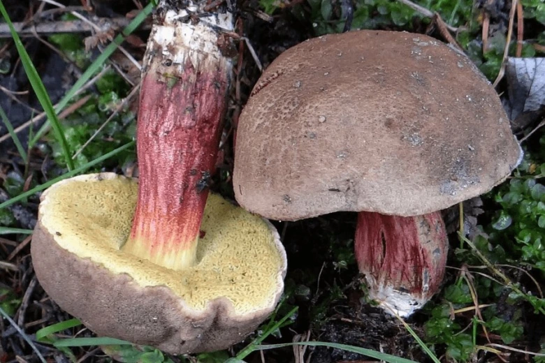 Dva houby z rodu Bolete s žlutými póry a červenohnědým kmenem.