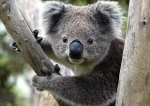 Koala přisedlá na větvě eukalyptu v přírodě.