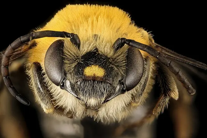 Detailní makrofotografie hlavy včely s velkými složenými očima.