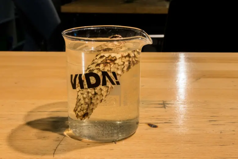 Šiška namočená ve vodě v měrném válci pro získání semen.