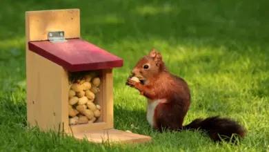 Červená veverka jí ořechy z dřevěného krmítka na trávníku.