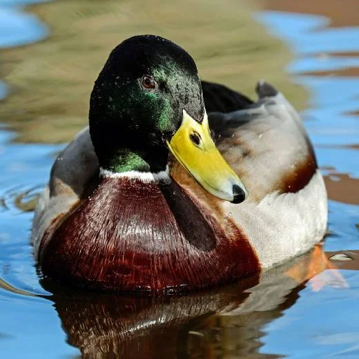 Mužský kachní mandel s zelenou hlavou a žlutým zobákem ve vodě.